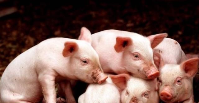  【上涨】2020年以后，农民迎来“3上升1下降”，开支少，赚头多