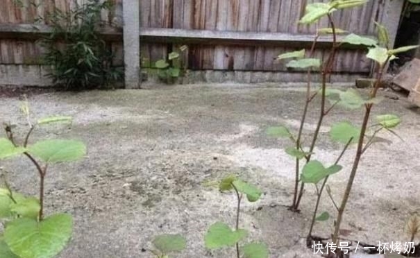  碰到■有危害的1种“野草”，人称“日本虎杖”，根茎发达，碰到请铲除