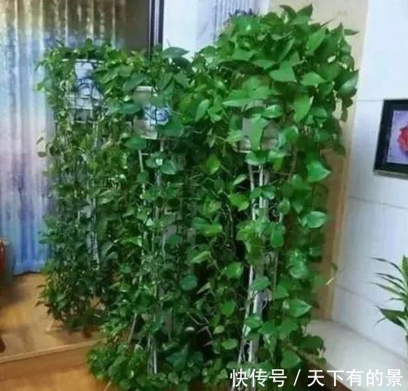 #甲醛#几种常见花,净化空气就靠它,吸甲醛、除异味,杀细菌!