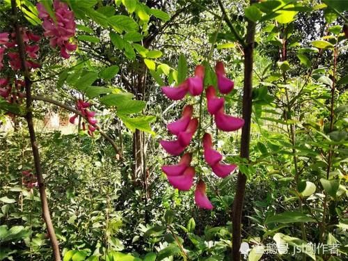  「宛如」一年一度槐花开，紫槐更比洋槐美，宛如紫葡挂满枝
