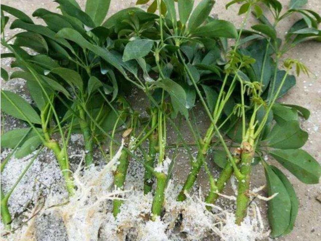  #过程中#生根粉不用买，扦插可以用6种水，方法简单、生根快