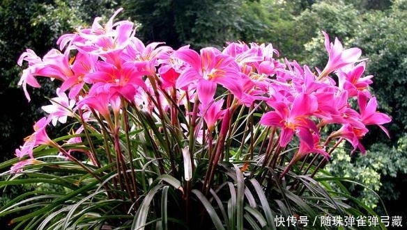  『盆栽』花期长的3种盆栽，一树多色花，花多易爆盆，全年开不停还很好养