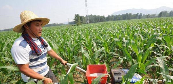 农民大哥不种玉米专种它，批发一斤2元以上，亩产8500斤