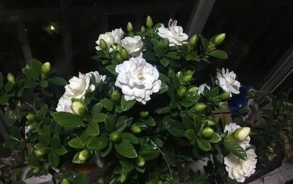 满园■绿叶丛中一点白,花开满园栀子香