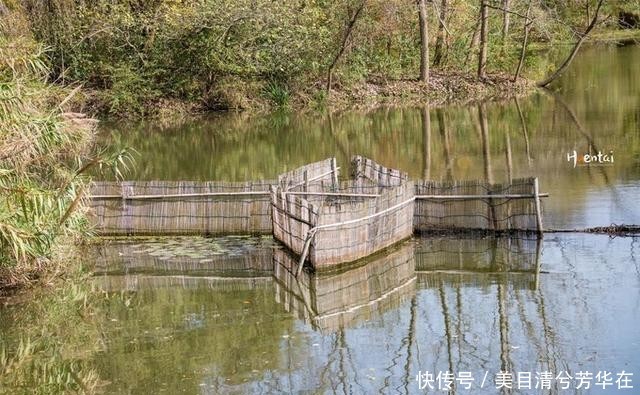 江苏有种名蟹全是“运动员”,用特殊工具捕捞,生长环境优质