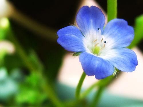  『喜欢』喜欢菊花，就养盆“珍稀名菊”千尺飞流，似飞流直下，壮观高贵