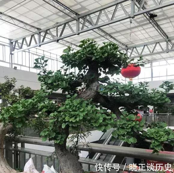  #值钱#这3种盆景可以养成传家宝，再穷也要养，越老越值钱！