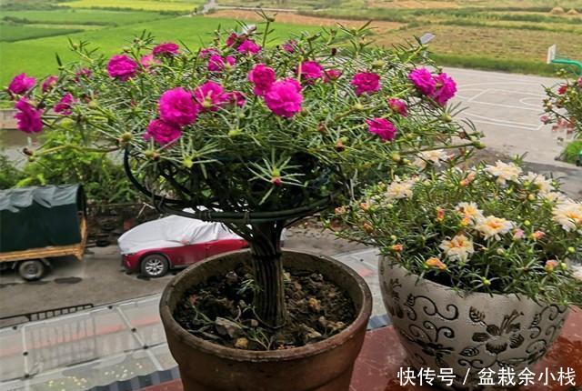 棒棒糖|太阳花别在追求爆盆了,养成棒棒糖和塔型,个性强又壮观