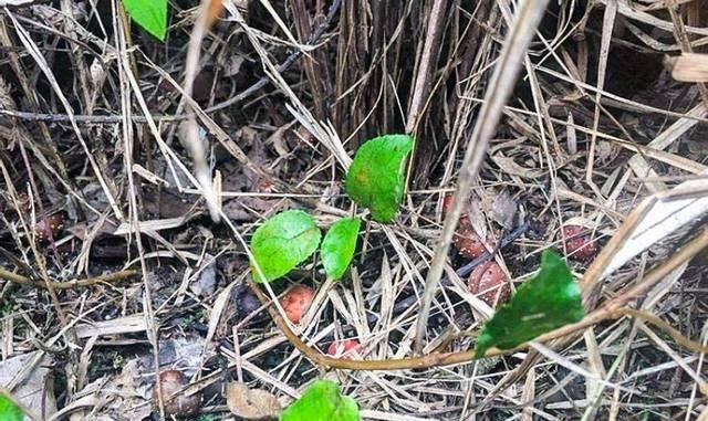  [野果]山上一种植物，果实香甜藏在土中，乡下孩子都吃过，如今少见