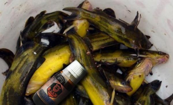  [稀罕]过去农村多到泛滥，如今却十分珍贵，卖到60元一斤