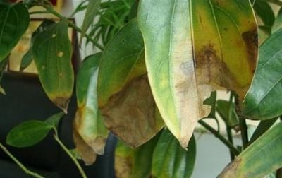 『导致树干』平安树树干发黑枯死如何处理