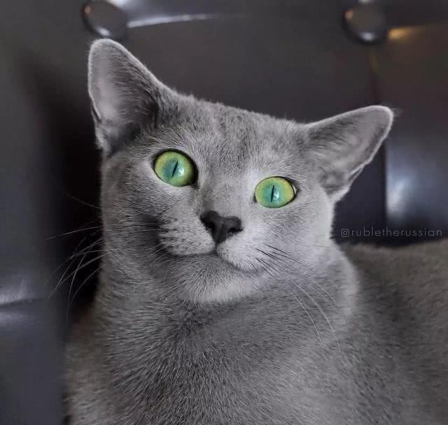  「有趣」超有趣的“变脸猫大赛”，猫看后自己都笑了……