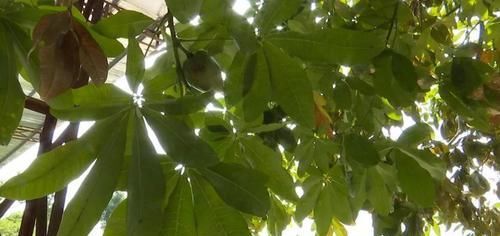  『夏天的时』养了十年的发财树，高约5米，年年都结发发财果，出上万都不卖