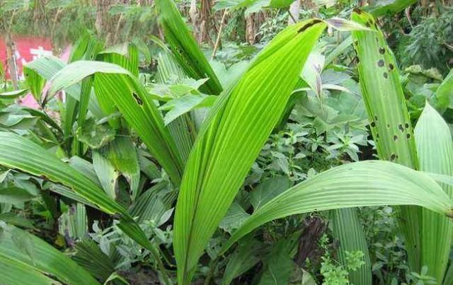  「仙茅」南方农村一种“宽叶草”，猪牛都不吃，殊不知，这是唐代皇家贡品