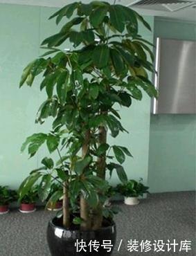  [好运]在家中养护3种花卉，长势茂盛，花语吉祥美好富贵，好运连连