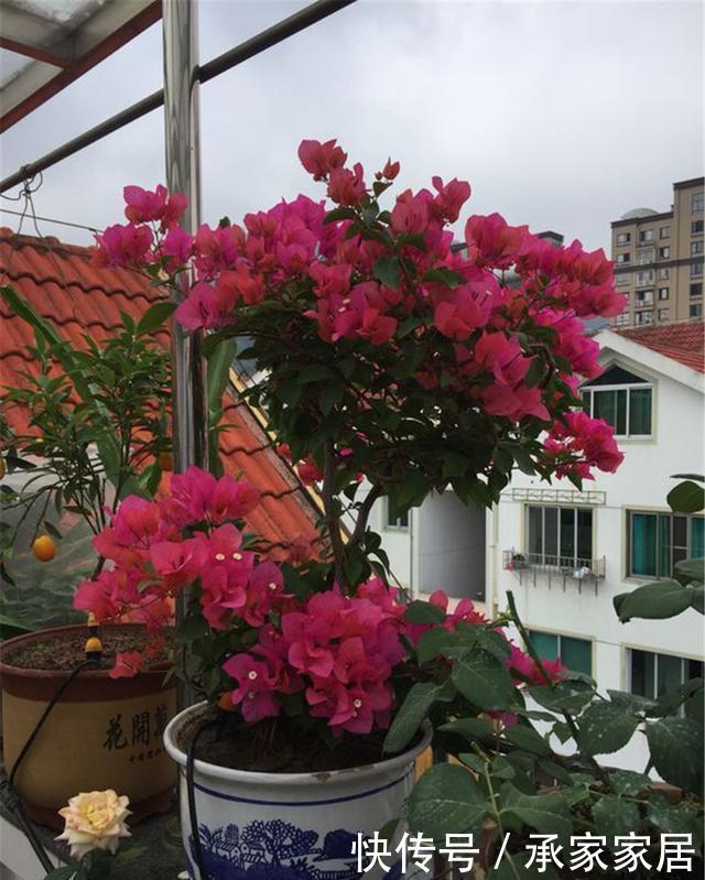  花苞|“三角梅”不开花？用这3个大招，让它花苞冒不停