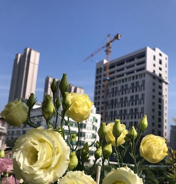  『玫瑰』此花号称“最美草花”，不输玫瑰，花期长，栽培容易，是盆栽佳品