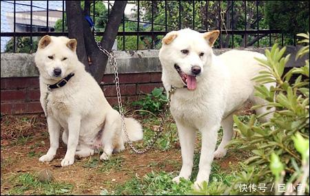 品种@撞脸柴犬的珍岛犬,却是韩国的国宝犬种,但它们并不适合新手饲养