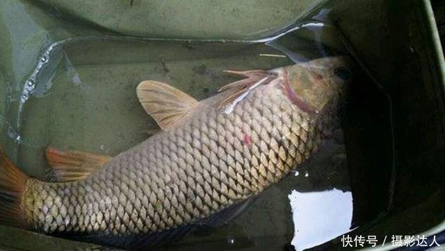 都在说麦穗鱼很小，这样大的还是麦穗鱼吗？全身黑黑的很有劲