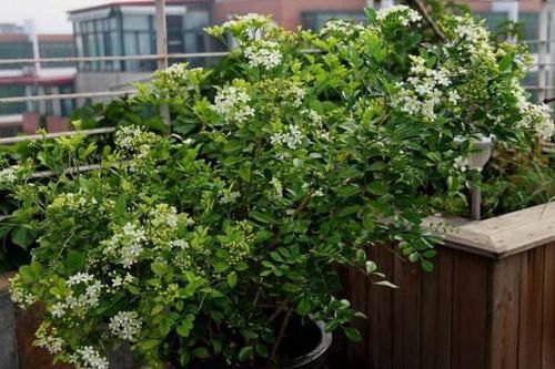  『香味』开花飘香“九里”，周杰伦为它作曲，养盆九里香，比香水香十倍