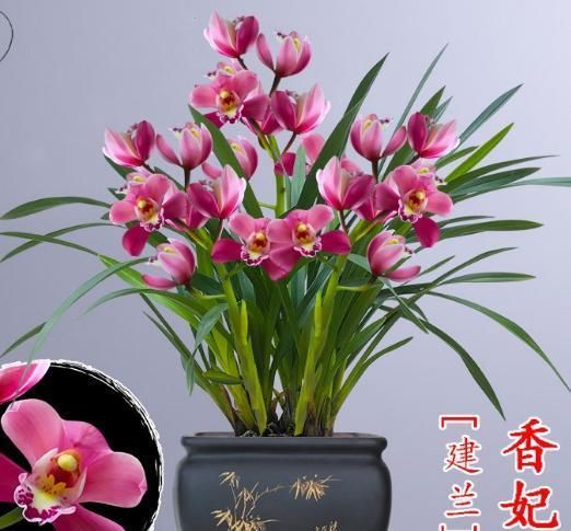  「花香」粉红色的兰花给人甜蜜感，不但花香四溢，还一茎开花10-20朵