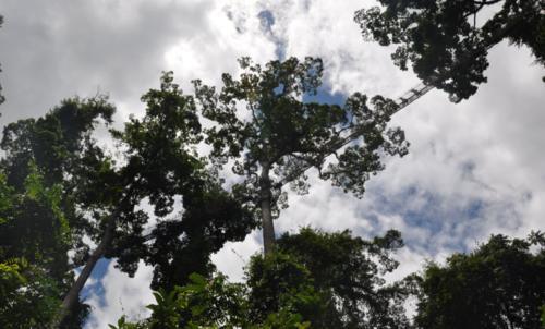 西双版纳望天树景区，有国内独一无二的树冠走廊，是一座天然的氧