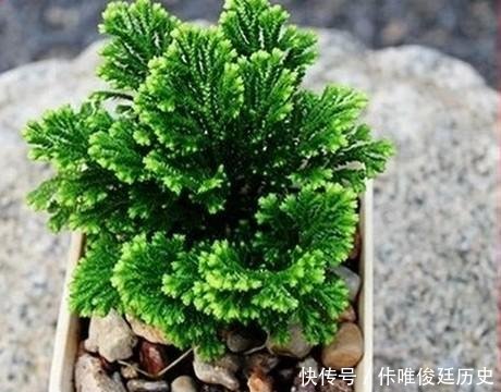  【花盆】农村1种野草像“云竹”，一分钱不花，捡回家做“盆景”高颜值