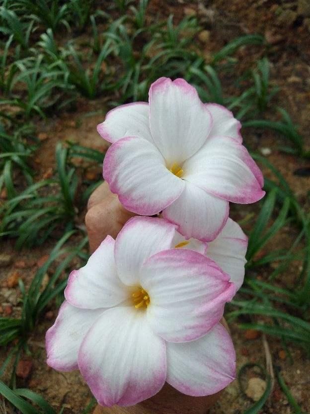  「随便」3种皮实花，随便撒土里就能长一大片，农村常见