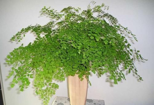  『地方都可以』几种耐阴花，最怕晒太阳，一晒就黄叶，看看你养了几种