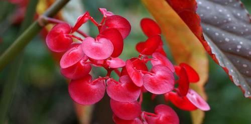 『耐热』必养的3种花,耐热耐旱更耐晒,一年四季开花不断,韵味十足