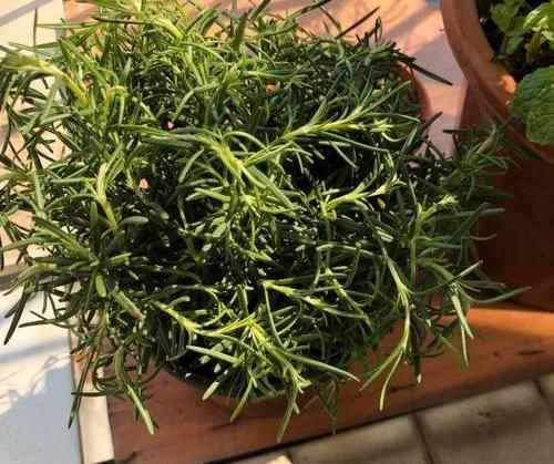  『天然』迷迭香带香气，天然“香料植物”，家里养一盆，免费空气清洁剂