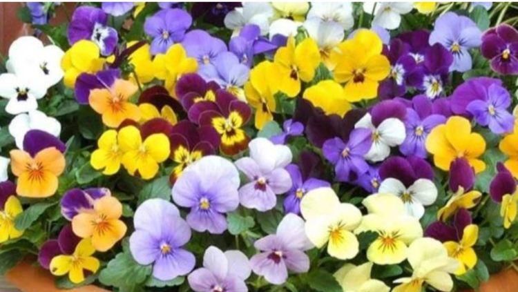  「家里」4种花被称为“开花小能手”，家里养两盆，四季开花不断，超美！