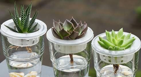  「枝条」多肉植物居然还能水培？？当然这些前提还是有的