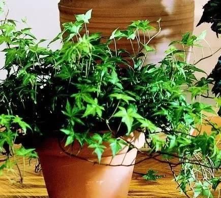  『植物』远离植物杀手，你需要这12种植物
