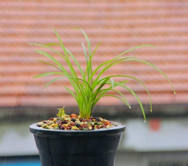  「下山」刚下山的兰花，叶片比花苞长，剪掉叶片可以催花吗？您想得倒是美