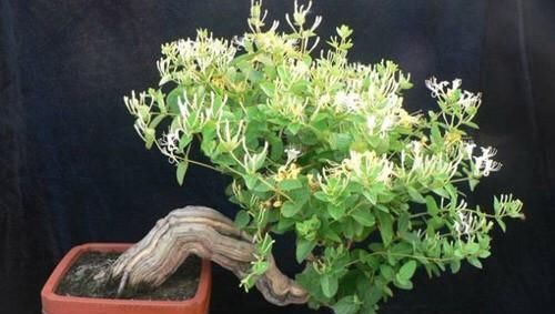 [不想]不想买花就养这，随手扦插1个枝，10天发芽，能长成老桩，花芳香