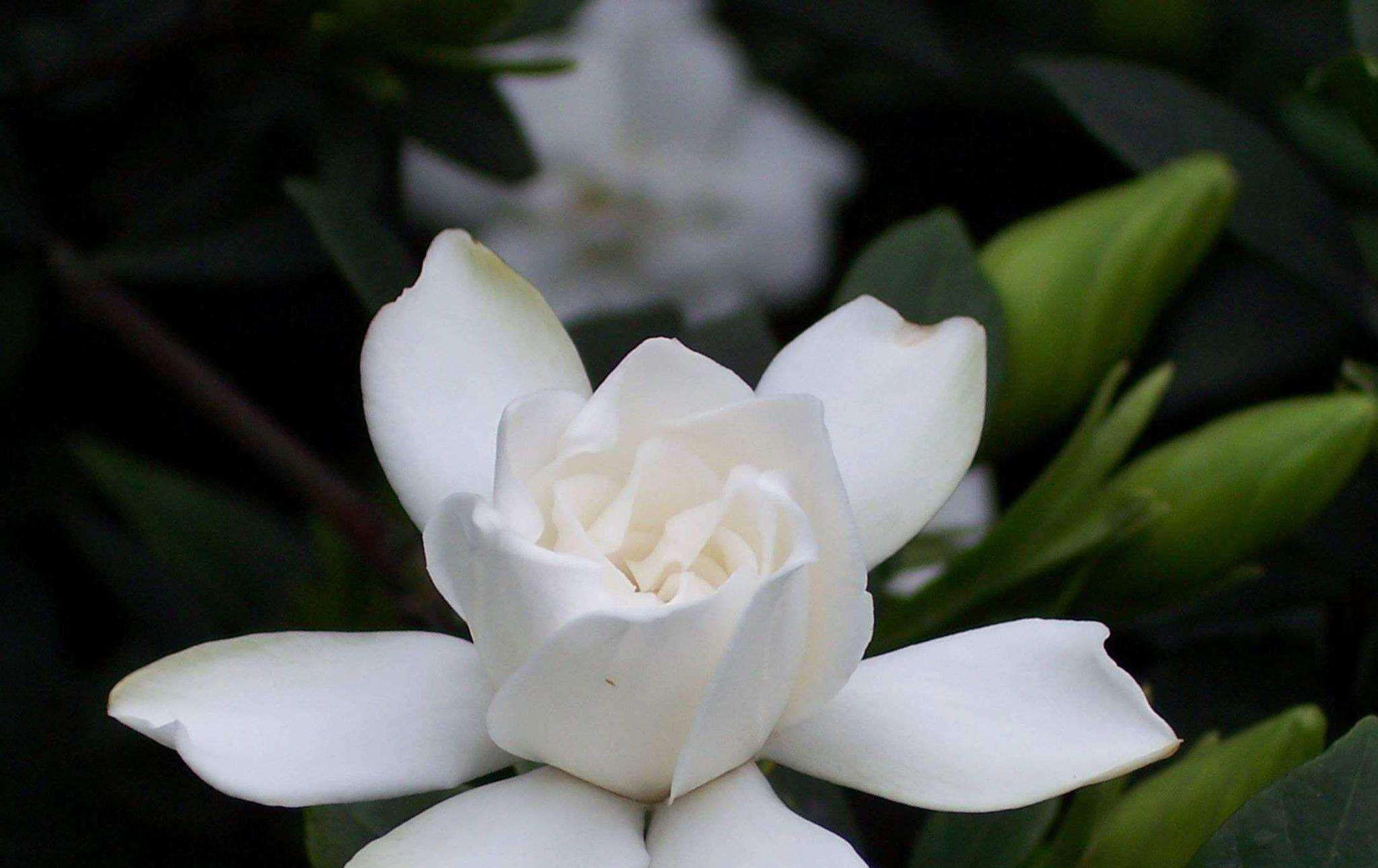  『花苞』养“栀子花”从长花苞到开花,3件事要“及时做”,花开更旺