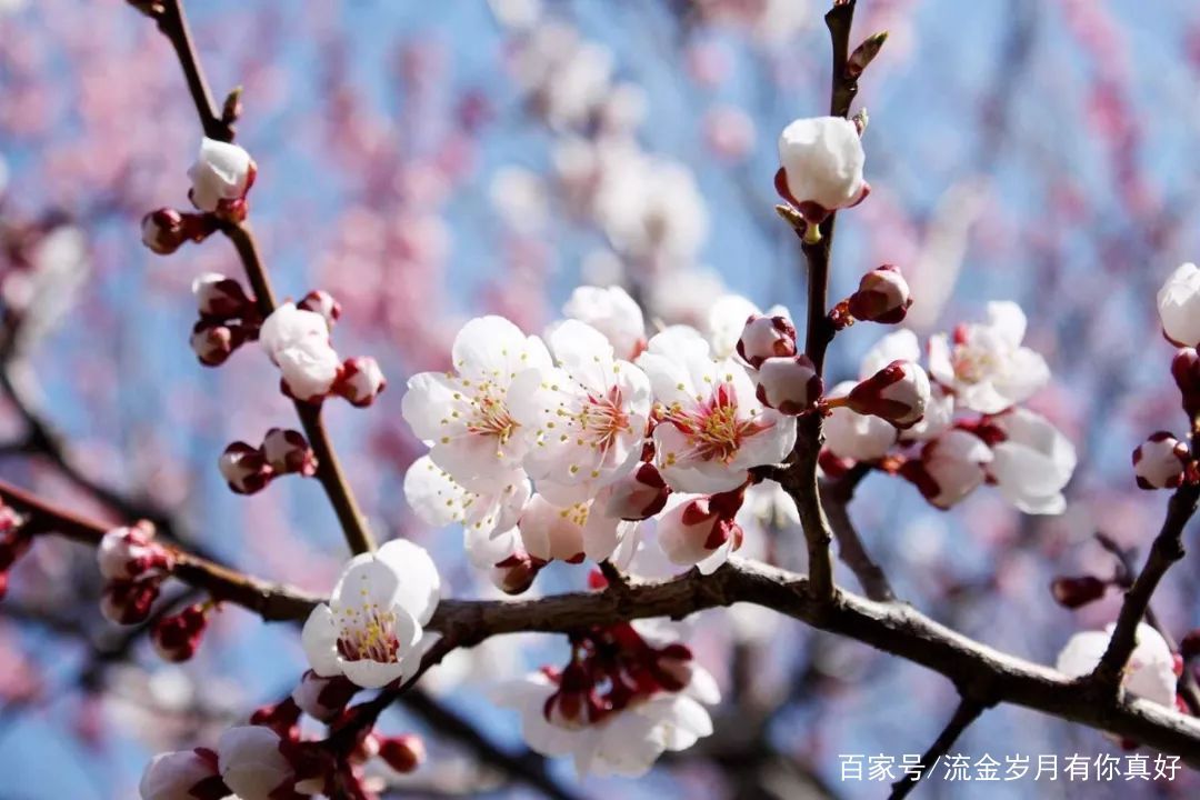 『植物』牡丹榜上无名?中国这5大吉祥植物你认识吗?兰花上榜!
