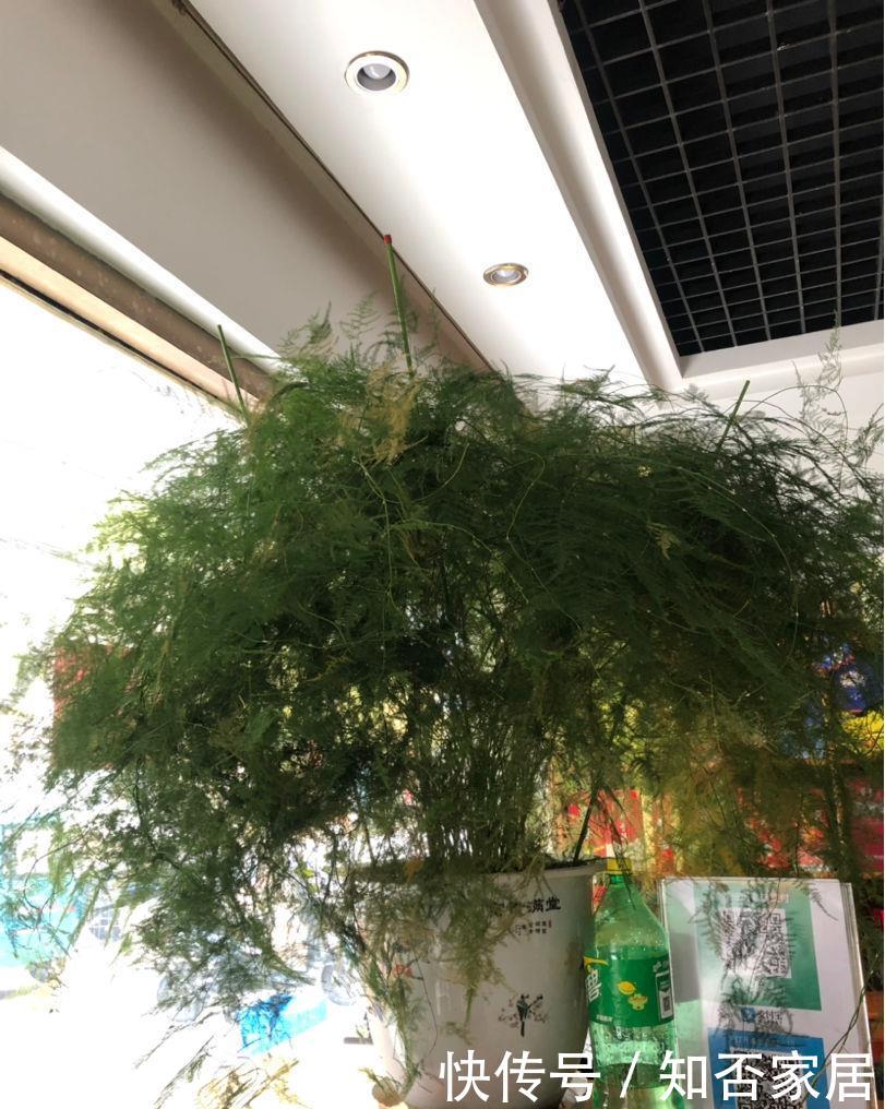 看起来@日文竹长得乱七八糟,看着就心烦,拿大剪子咔嚓几下变清爽!