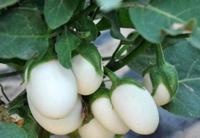  『植物』有时候，花朵也在模仿动物，模仿人类，多有趣啊
