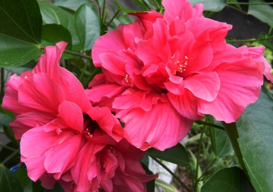  『夏季』想要醒来就有花看，不妨在阳台养这些花朵，好养易爆，阳台全是花