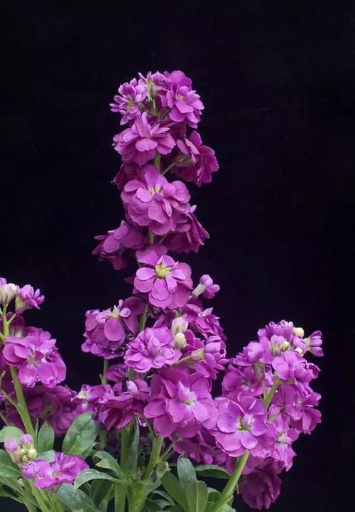 『花语』紫罗花开香淡淡,不与它花比妖艳,一任花开又自凋,端庄朴素送人间。
