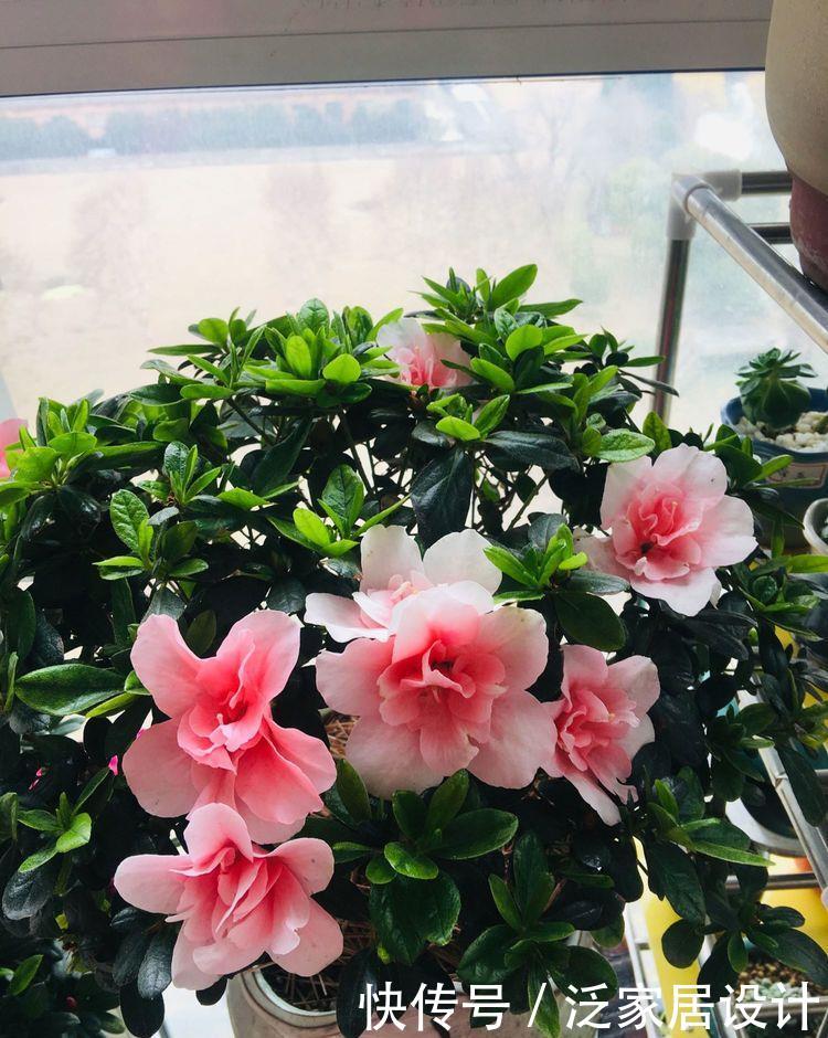 #西洋杜鹃#喜欢玫瑰,不如养“珍品菊花”淡粉千杯,似白色向日葵,素洁高雅