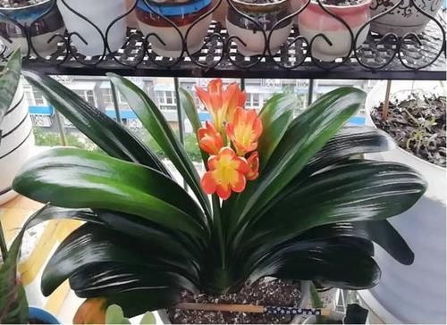  #舍得#养花也是技术活，养君子兰你要“舍得”，给它砍一刀，来年长满盆