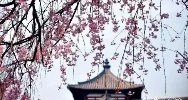 阳春三月,群芳争艳!来看西安这些“花花世界”的最佳踏春赏花指南