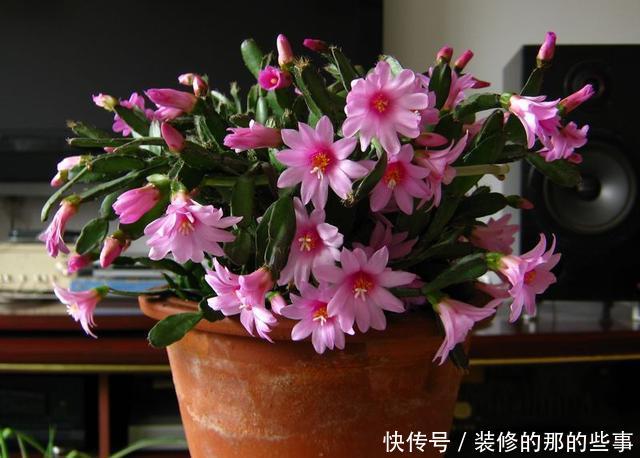  「植物」气温太高，这3种花要休眠，在养护上更要上心