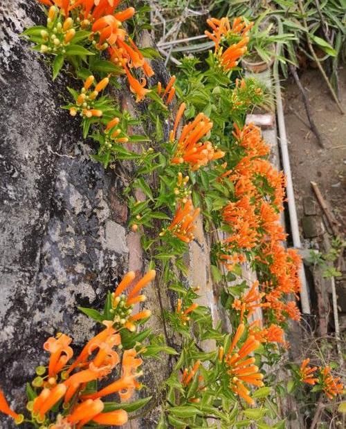  养棵：养棵“炮仗花”，花开3季，阳台开成花园，花瓣漂亮，不怕低温