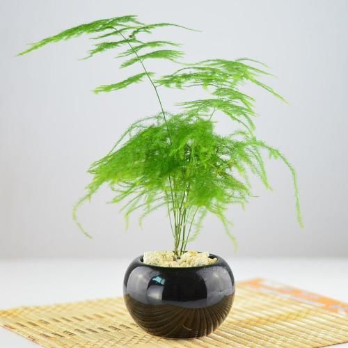  『剪掉』文竹常黄叶？喝点“壮根水”，“小笋芽”嗖嗖冒，起死回生长爆盆