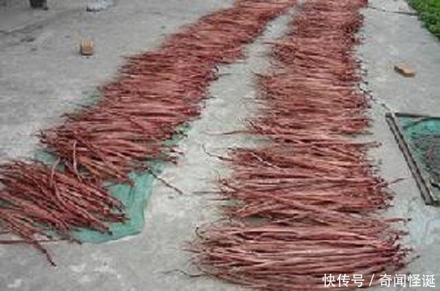 中国第一蛇村，全村蛇的数量高达百万条，村民却将蛇做成“辣条”