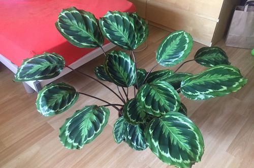  『品种』比孔雀竹芋还好看的观赏竹芋品种，叶子有彩虹般的纹路，很难买到